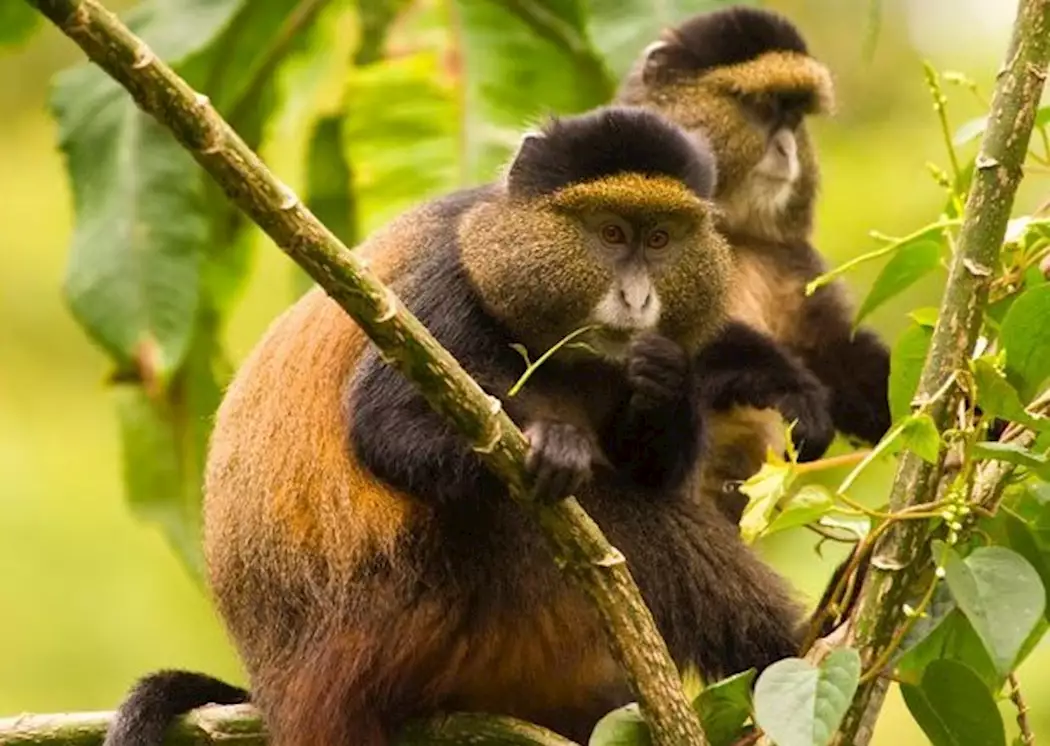 Gorilla and Golden Monkey in their natural habitat