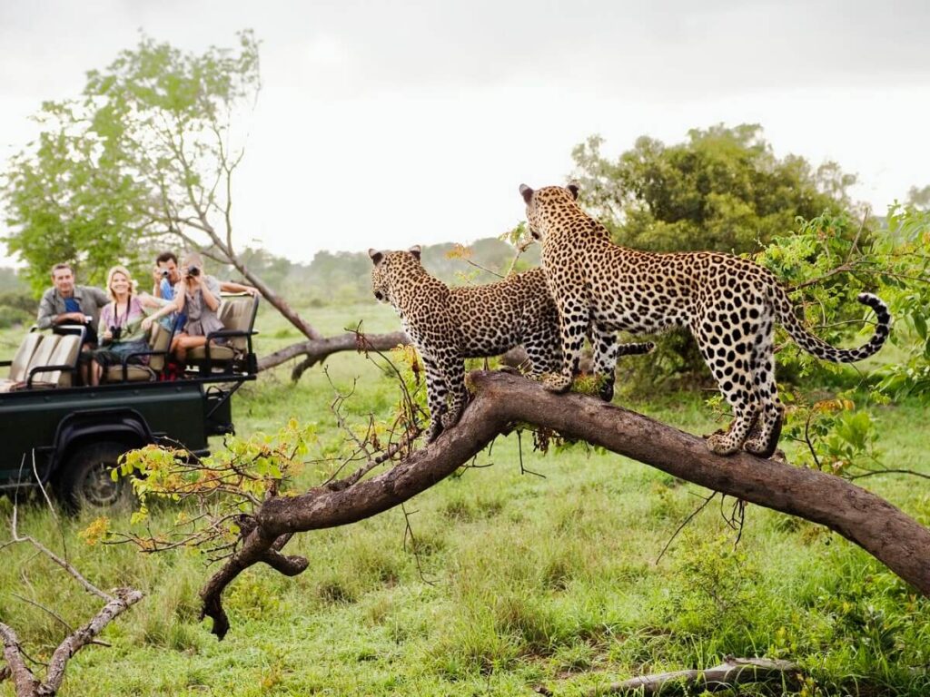 wildlife, Queen Elizabeth national park
