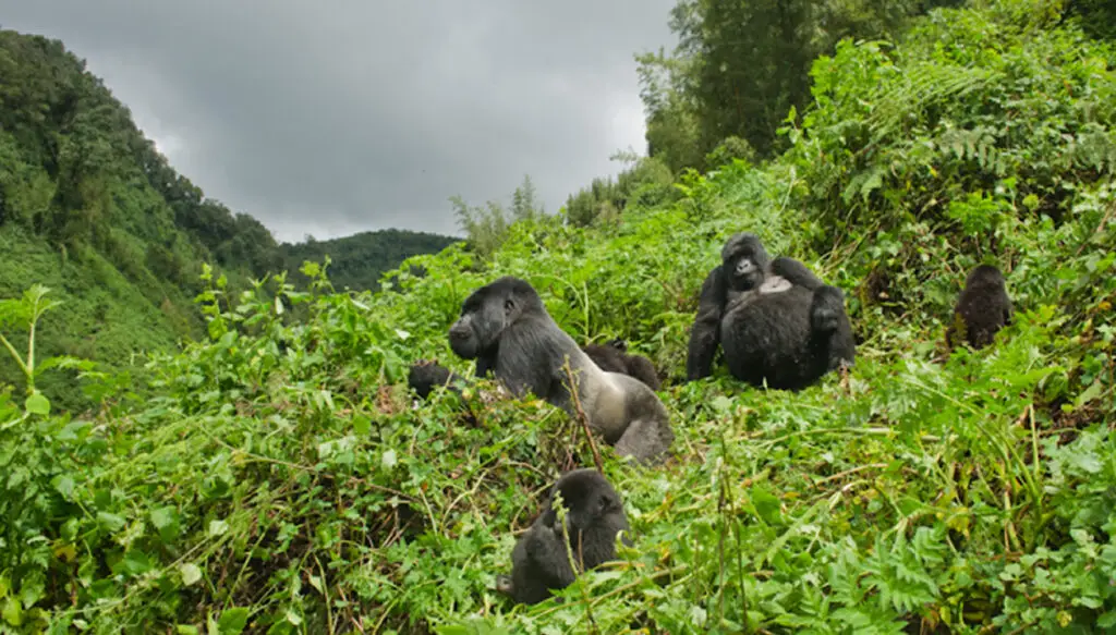 Gorillas in their natural habitat