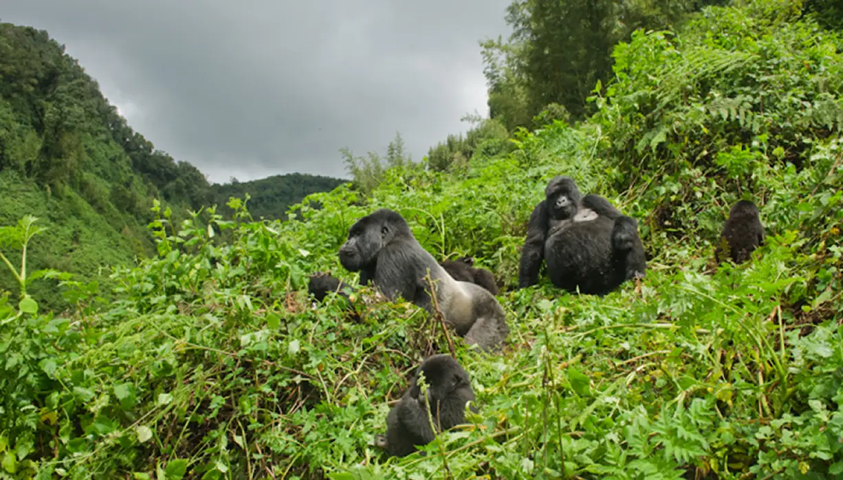 Gorillas in their natural habitat