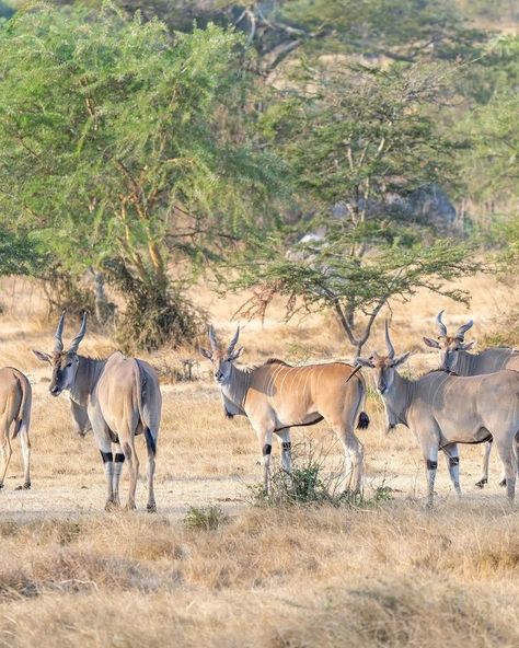 Largest and biggest antelope Eland