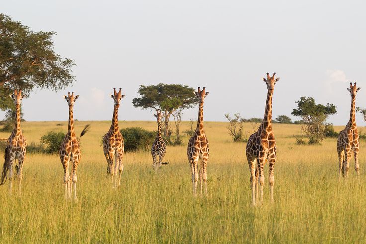 kenya wildlife safari