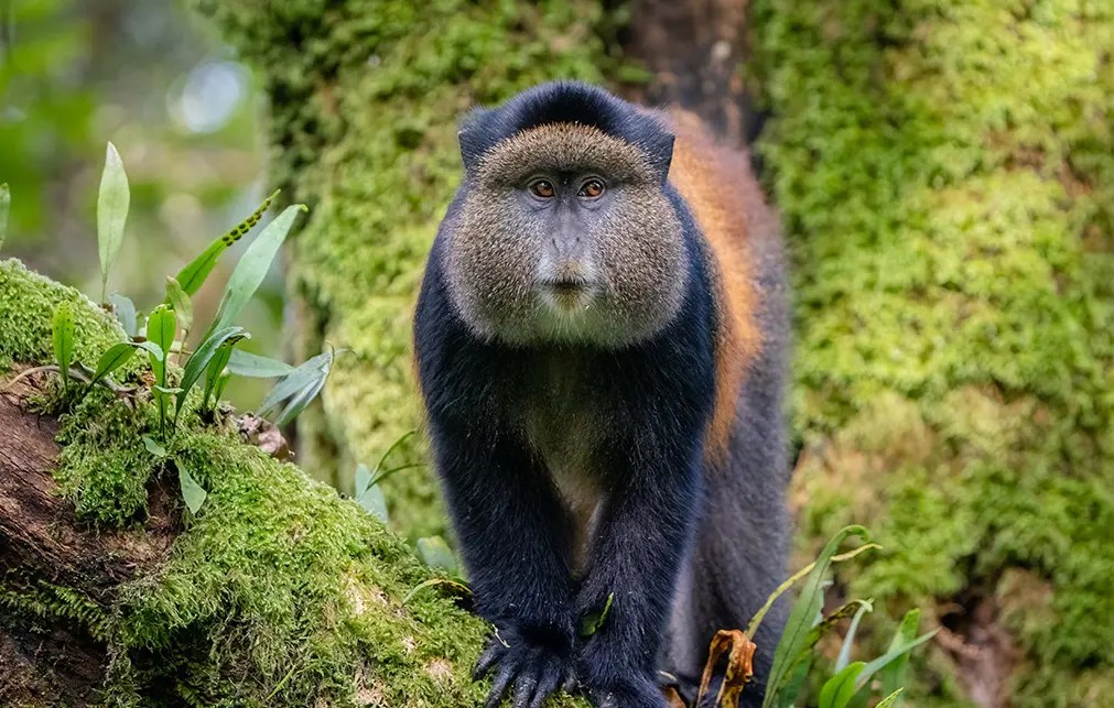 Golden Monkey Safaris