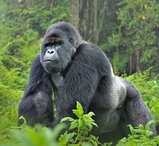 Freundlich Safaris Uganda