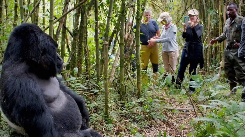Gorilla trekking in Uganda