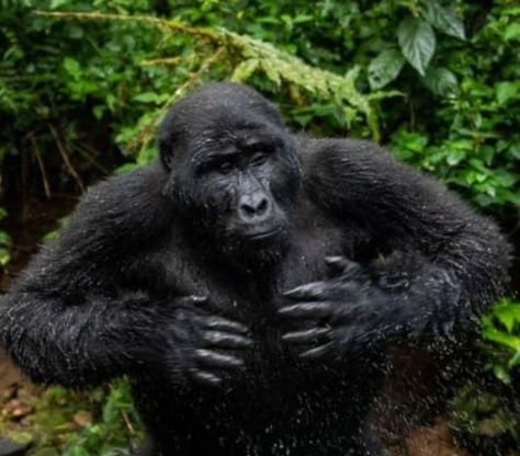 Gorilla trekking in Uganda