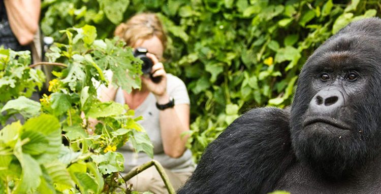 Gorilla trekking in Rwanda