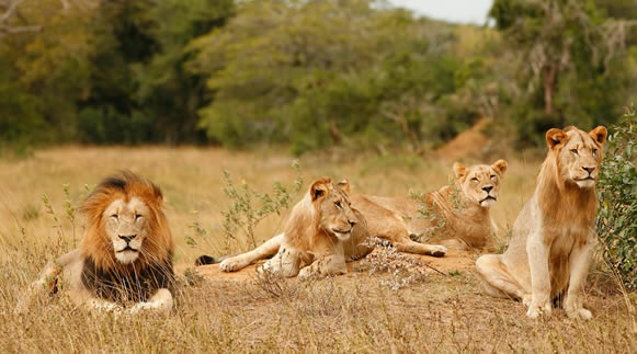 Rwanda Safaris