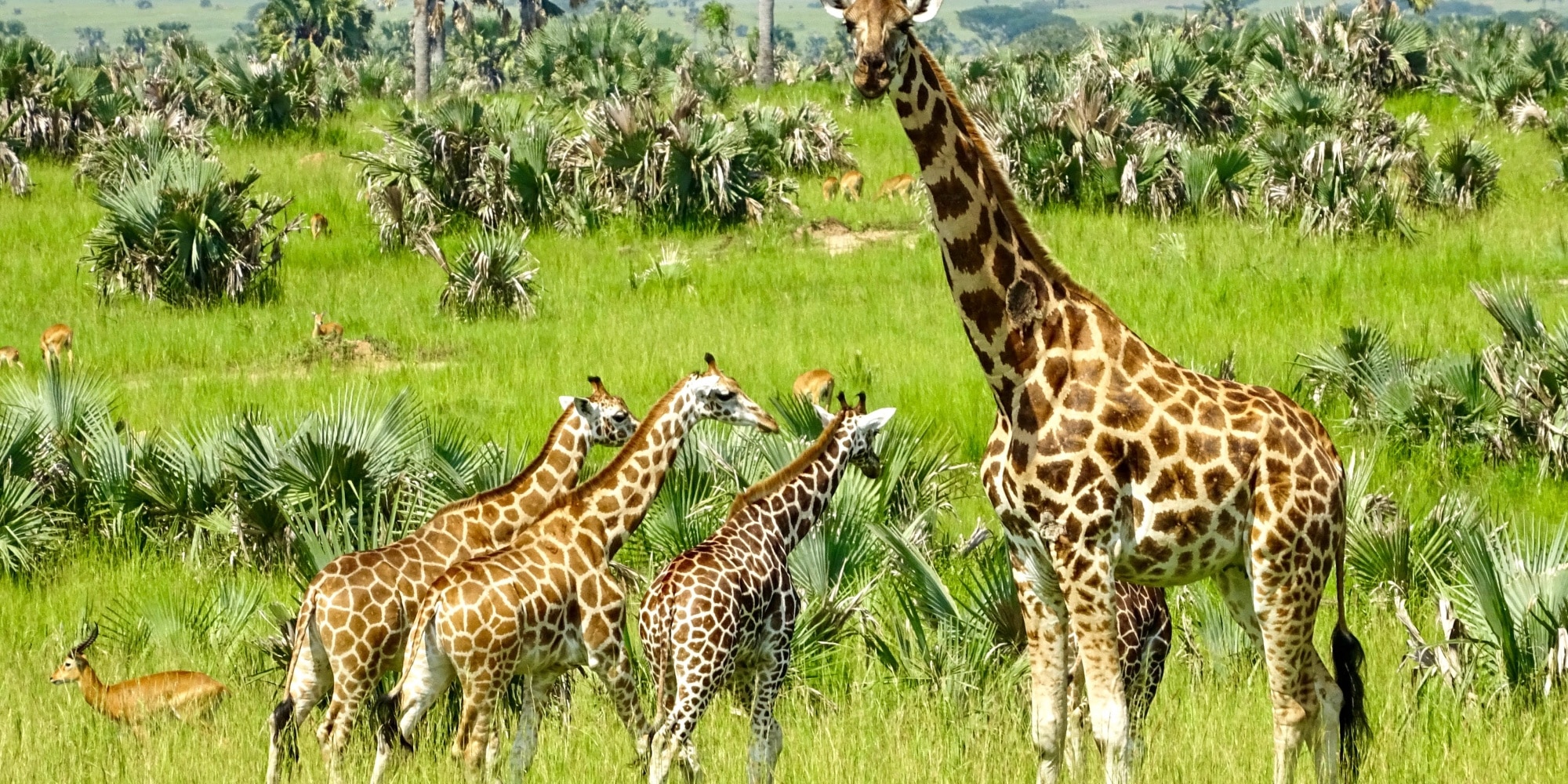 Rothschild giraffes in Murchison falls national park