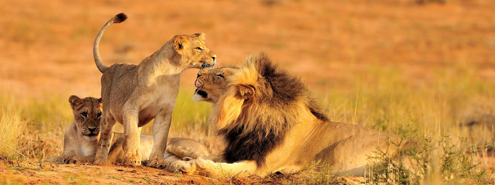 Wild life safari