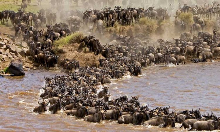 Wildebeest Migration masai mara