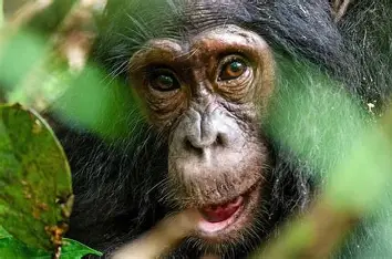 Chimpanzee trekking in Kibale national park Uganda
