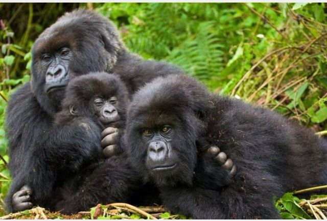 Gorilla safari