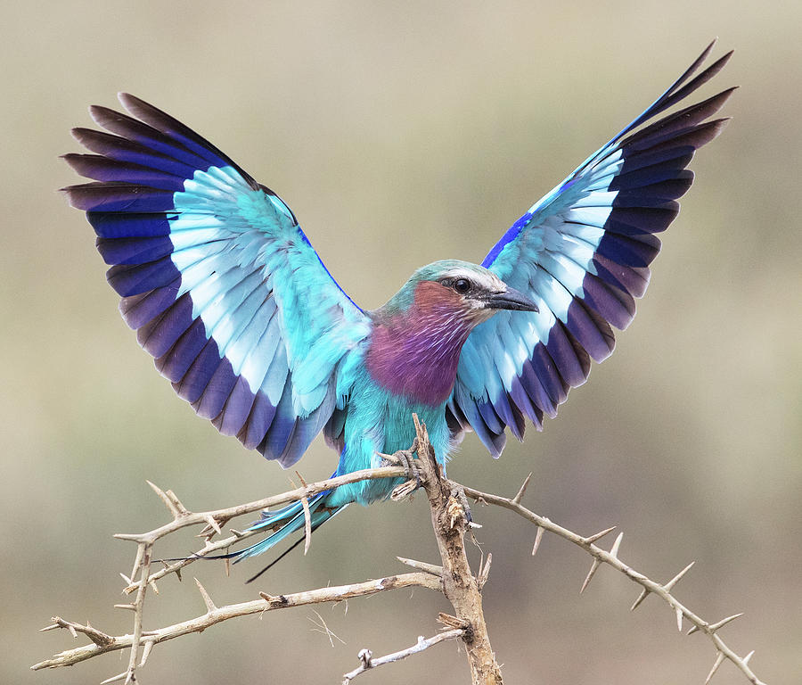 Birding safaris in Uganda