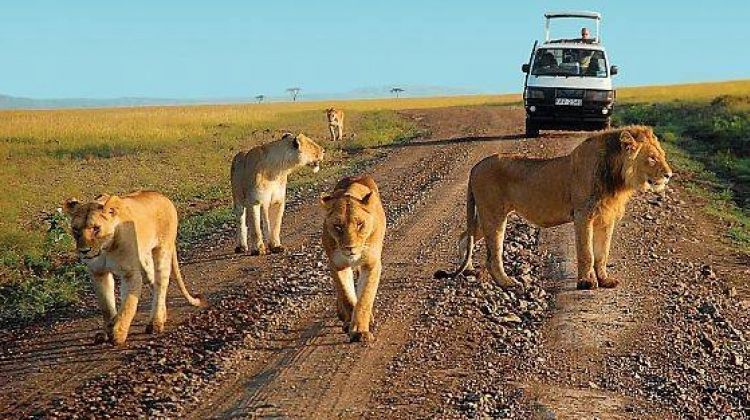 A game drive in Murchison falls National Park