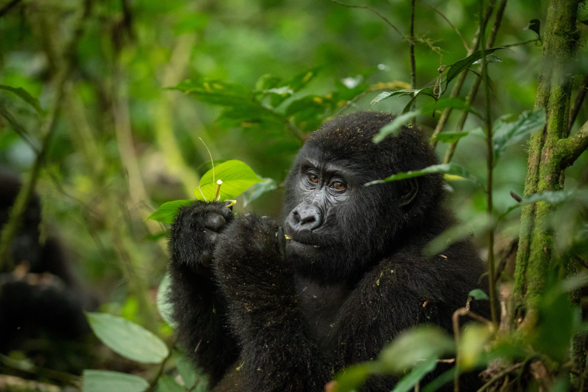 Discovery of Gorillas in Uganda