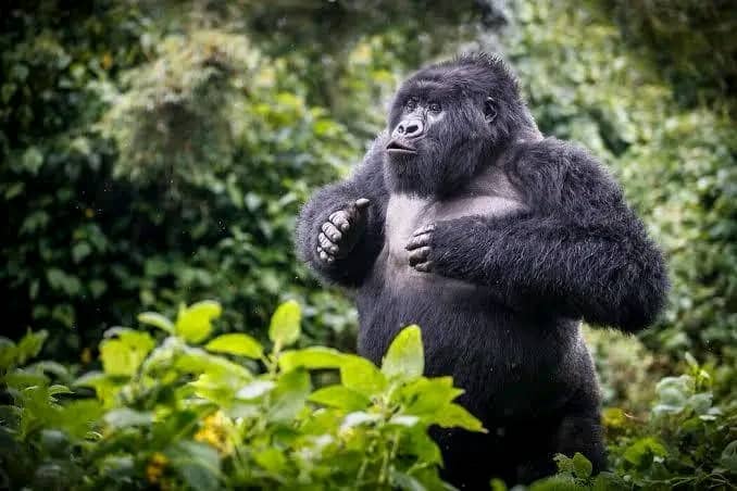 Where to see Gorillas in the World