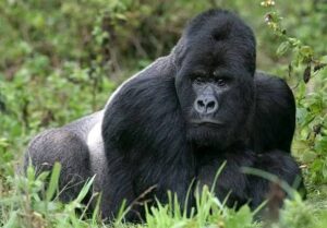 What is the size of the a male Gorilla