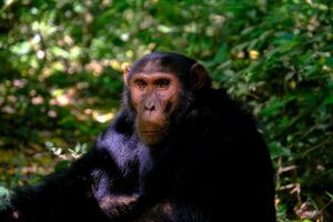 Where to see chimpanzee in Uganda