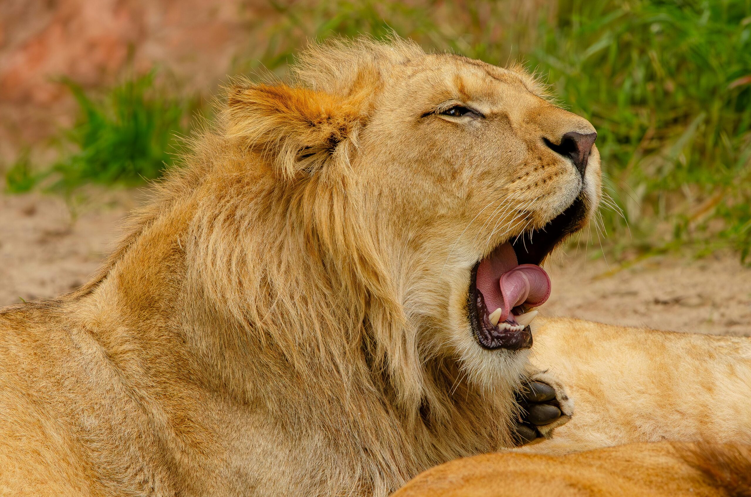 where to see Lions in Africa
