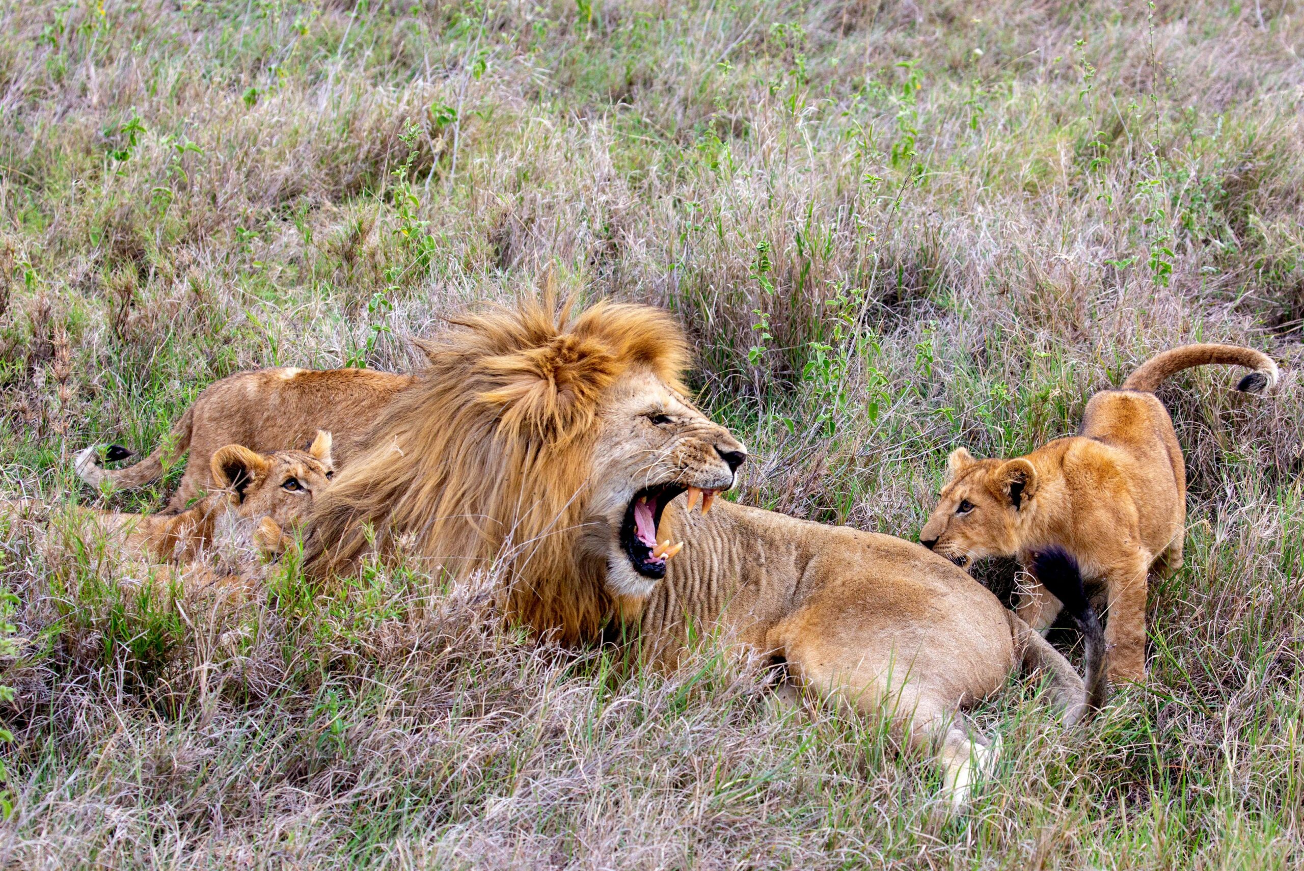 where to see Lions in the world Murchison falls national park