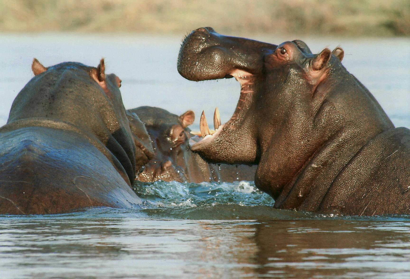 why hippopotamus stay in water