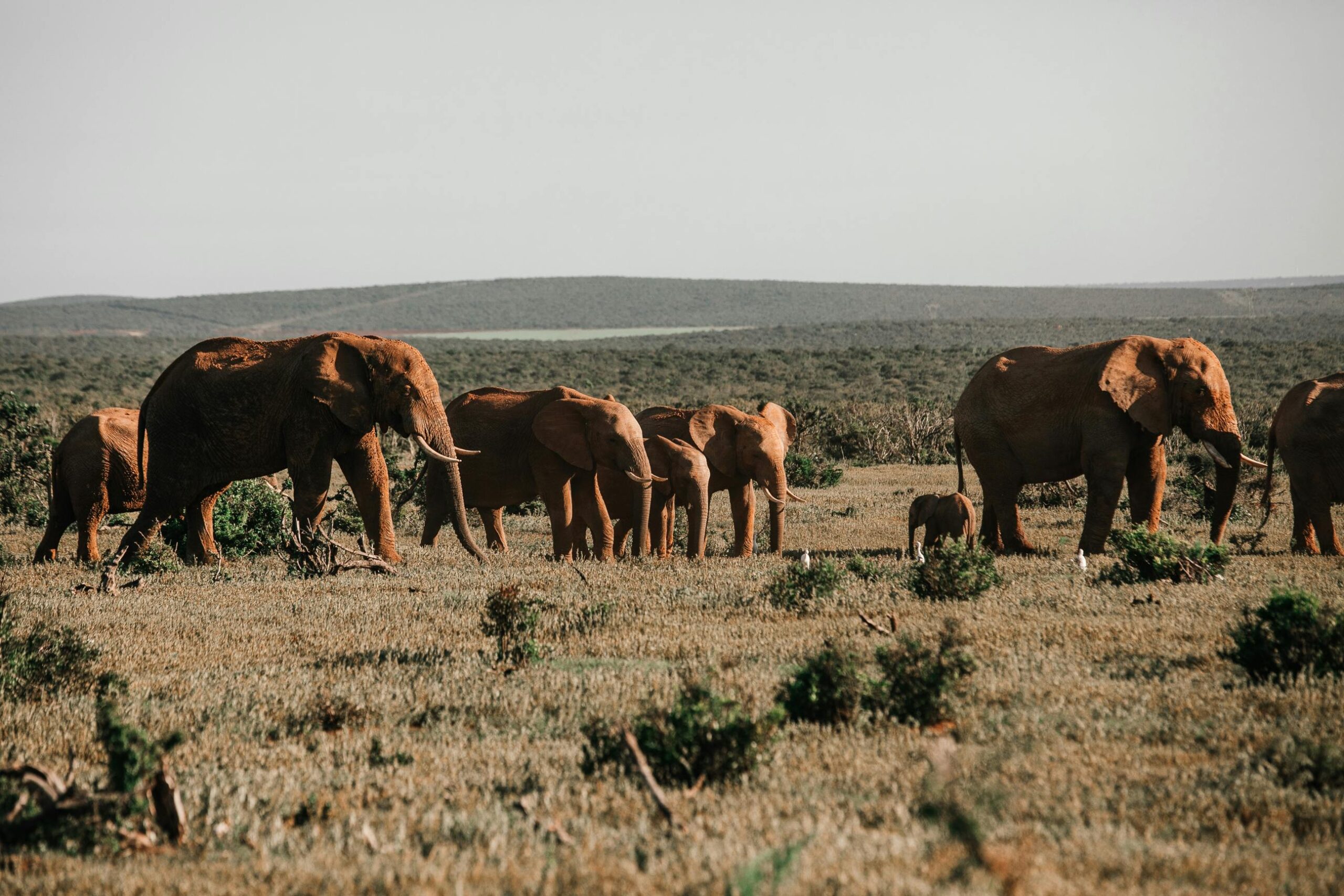 Elephant family in the wild